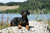 DOBERMANN 1148